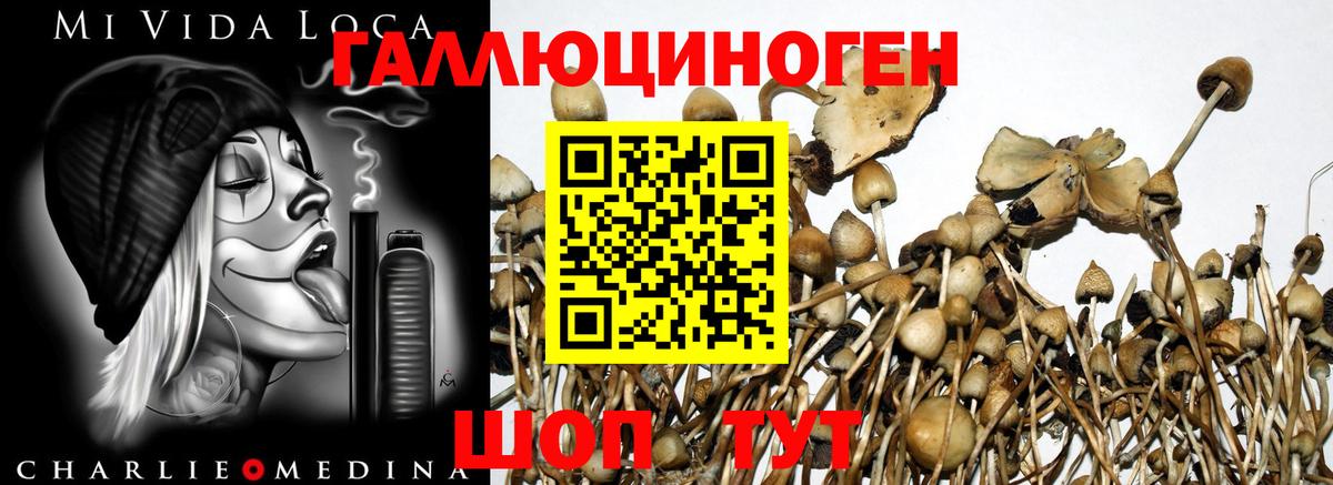 где найти наркотики  Вход с VPN  Абакан  Псилоцибиновые грибы прущие грибы 